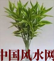 陵水十二生肖养什么植物最旺财运？你知道吗！